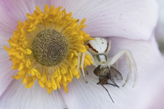 Goldenrod crab spider (Misumena vatia) with prey fly on the flower of an autumn anemone (Anemone