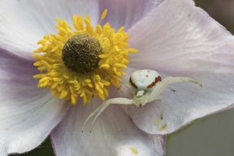 Goldenrod crab spider (Misumena vatia) sitting on the flower of an autumn anemone (Anemone