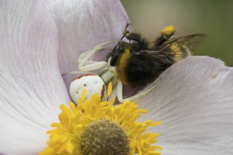 Goldenrod crab spider (Misumena vatia) with captured bumblebee on the flower of an autumn anemone