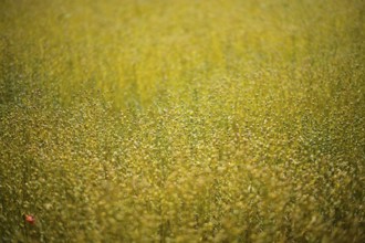 Flax field, flax, (Linum usitatissimum) Linaceae, Normandy, Calvados, France