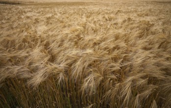 Barley, (Hordeum vulgare) barley field, cereals, Normandy, Calvados, France