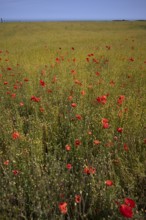 Corn poppy (Papaver rhoeas) Flax field, flax, (Linum usitatissimum) Linaceae, Normandy, Calvados,