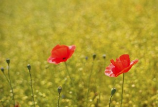 Corn poppy (Papaver rhoeas) Flax field, flax, (Linum usitatissimum) Linaceae, Normandy, Calvados,