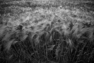 Barley, (Hordeum vulgare) barley field, grain, black and white, Normandy, Calvados, France