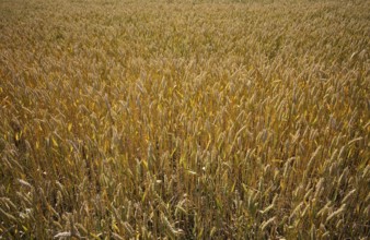 Wheat, (Triticum), wheat field, grain, Normandy, Calvados, France