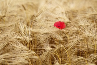 Corn poppy (Papaver rhoeas) in barley field, barley, (Hordeum vulgare) cereals, Normandy, Calvados,