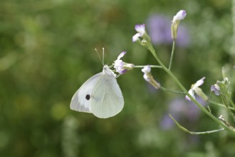 Cabbage butterfly (Pieris brassicae), close-up, flower, summer, The cabbage butterfly sucks nectar