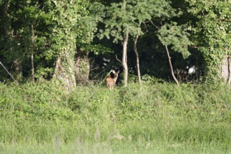 Roe deer (Capreolus capreolus), young animal, meadow, forest, Germany