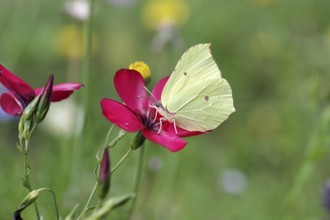 Lemon butterfly (Gonepteryx rhamni), Linum grandiflorum, garden, colourful, Germany, The lemon