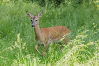 A female roe deer (Capreolus capreolus) stands in a green meadow. Bavaria, Germany