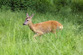 A female roe deer (Capreolus capreolus) crosses a green meadow. Bavaria, Germany