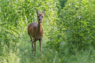 A female roe deer (Capreolus capreolus) crosses a nettle thicket. Bavaria, Germany