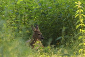 A female roe deer (Capreolus capreolus) rests in nettle thicket. Bavaria, Germany
