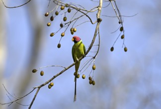Plum-headed Parakeet (Psittacula cyanocephala), Corbett National Park, near Ramnagar, Uttarakhand