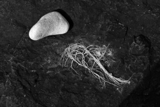 Stone and algae on volcanic rock, black and white, Grandcamp-Maisy, Normandy, Calvados, France