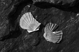 Scallops washed up on volcanic rock, black and white, Grandcamp-Maisy, Normandy, Calvados, France