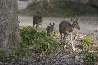 Axis deer or chitals (Axis axis), Corbett National Park, near Ramnagar, Uttarakhand State, India