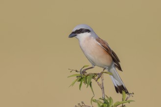 Red-backed shrike (Lanius collurio), male on perching branch, looking for prey, wildlife, migratory
