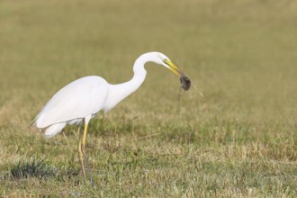 Great Egret (Egretta alba), standing with a caught field mouse (Microtus arvalis) in a mown meadow,