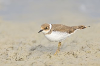 Little Ringed Plover, Little Ringed Plover, (Charadrius dubius), young bird standing on sandy