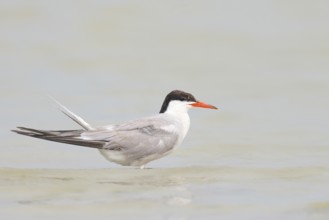 Common Tern (Sterna hirundo) standing in shallow water, terns, wildlife, nature photography,