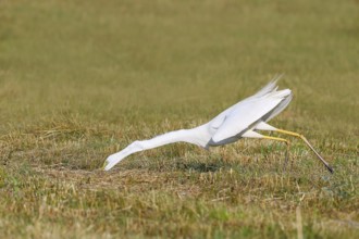 Great Egret (Egretta alba), looking for food in a mown meadow, wildlife, prey, nature photography,