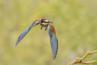 Bee-eater (Merops apiaster), a bird approaching with a hoverfly (Syrphidae) in its beak, wildlife,