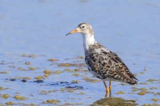Ruff, (Philomachus pugnax), male looking for food, standing in shallow water, wildlife, animals,