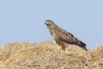 Buzzard (Buteo buteo) adult bird sitting on a pile of straw, wildlife, nature photography, birds,