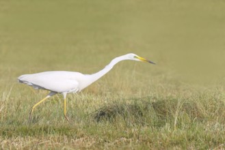 Great Egret (Egretta alba), looking for food in a mown meadow, wildlife, nature photography, heron,