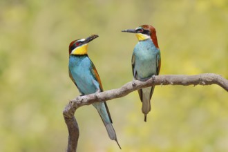 Bee-eater (Merops apiaster) pair sitting on a branch, male, female, breeding, wildlife, mating,