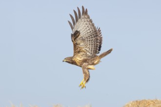 Buzzard (Buteo buteo) adult bird taking off from a pile of straw, wildlife, nature photography,