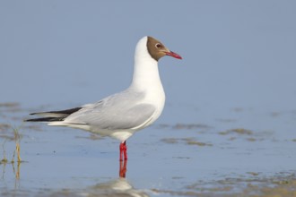 Black-headed Black-headed Gull (Larus ridibundus) standing in shallow water, wildlife, nature