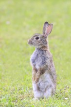 Wild rabbit (Oryctolagus cuniculus) standing upright in meadow, wildlife, animals, mammal,