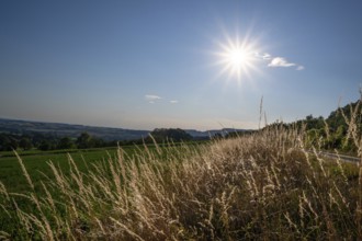 Perennial ryegrass (Lolium perenne) backlit by the sun, Franconia, Bavaria, Germany