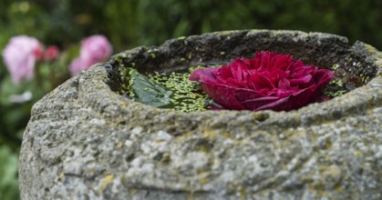 Flower in a bowl of water, North Rhine-Westphalia, Germany