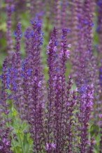 Steppe sage (Salvia nemorosa), North Rhine-Westphalia, Germany