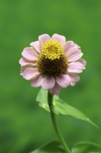 Zinnia (Zinnia elegans), flower, flowering, Germany