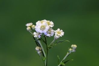 Marsh yarrow (Achillea ptarmica), flowering, flowers, Ellerstadt, Germany