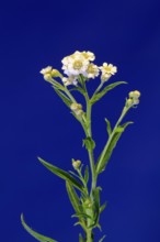 Marsh yarrow (Achillea ptarmica), flowering, flowers, Ellerstadt, Germany