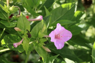 Mirabilis jalapa, blooming, flower, Ellerstadt, Germany