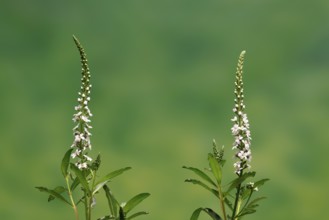 Snow field horsetail (Lysimachia clethroides), flower, flowering, Germany