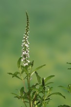 Snow field horsetail (Lysimachia clethroides), flower, flowering, Germany
