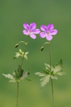 Cranesbill (Geranium cinereum), flowering, flowers, perennial plant, perennial, Ellerstadt, Germany
