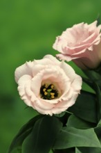 Prairie gentian, Lisianthius, Eustoma, flowering, Germany