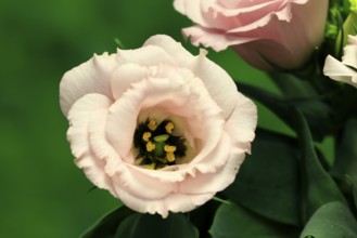 Prairie gentian, Lisianthius, Eustoma, flowering, Germany