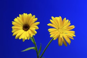Marigold (Calendula officinalis), flower, flowering, medicinal plant, Ellerstadt, Germany