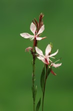 Evening primrose (Oenothera lindheimeri), flowering, flower, Ellerstadt, Germany