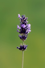 Lavender (Lavandula), flowering, Germany