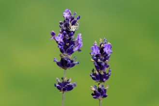 Lavender (Lavandula), flowering, Germany
